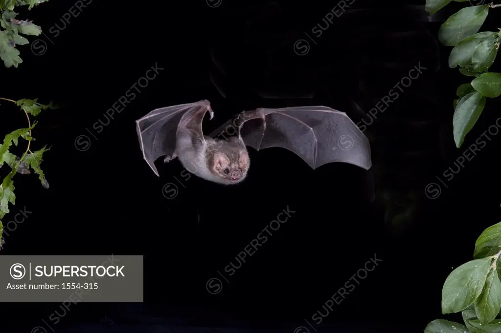 Hairy-Legged Vampire bat (Diphylla ecaudata) flying at night, Tamaulipas, Mexico