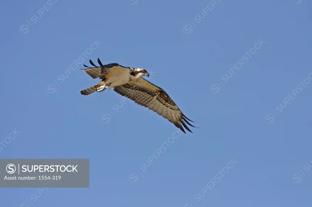 Osprey (Pandion haliaetus) flying in the sky, Florida, USA