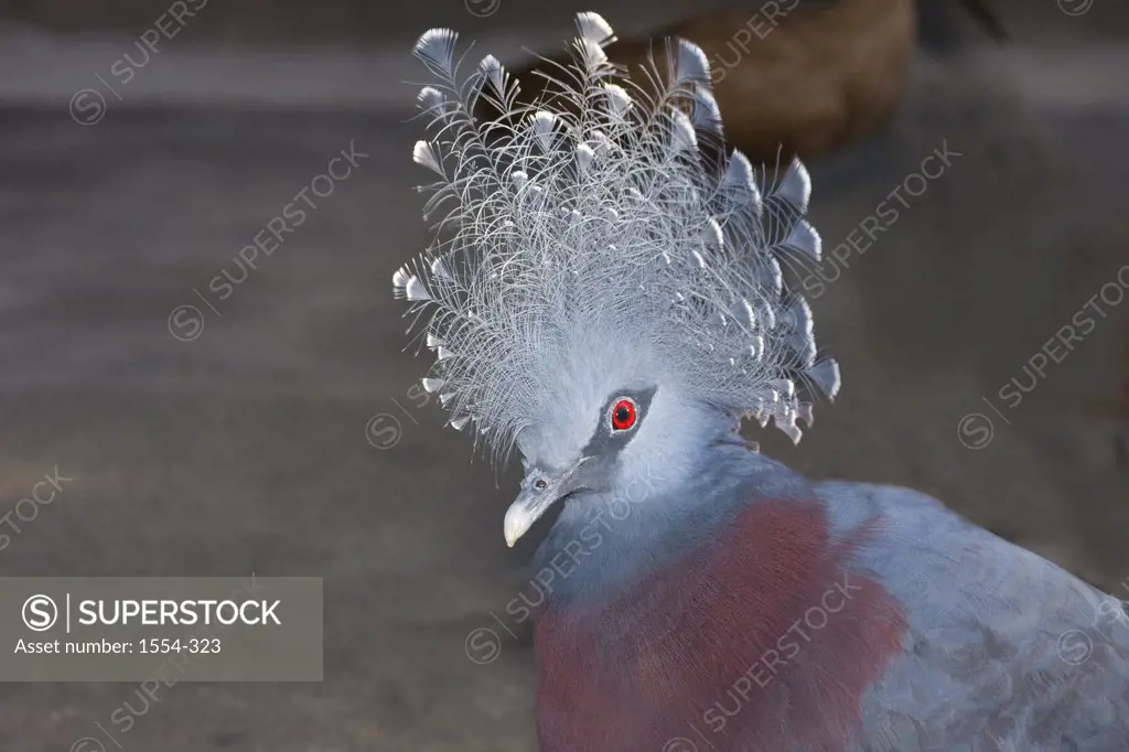Close-up of a Victoria Crowned pigeon (Goura victoria), New Guinea