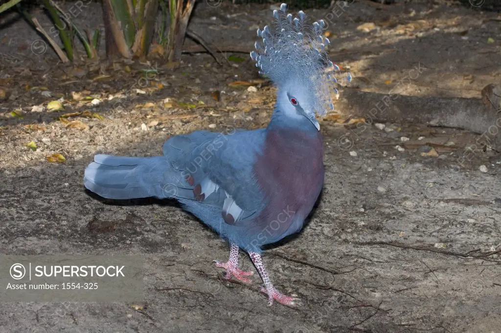 Close-up of a Victoria Crowned pigeon (Goura victoria), New Guinea