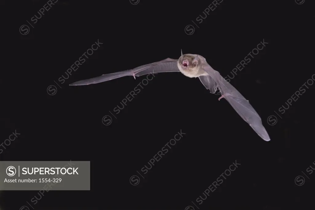 Davy's Naked-backed bat (Pteronotus davyi) flying at night, Tamaulipas, Mexico