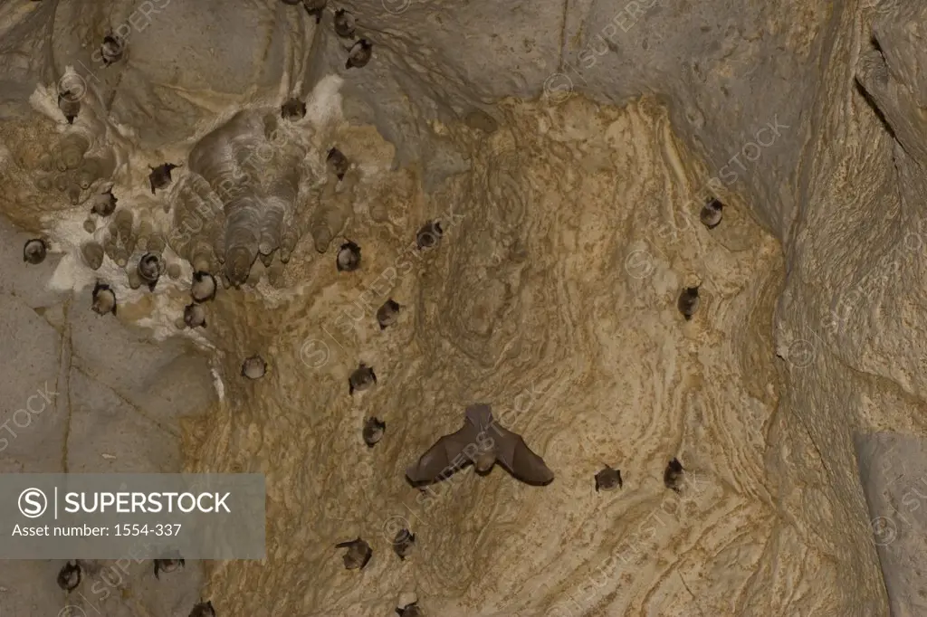 Jamaican fruit bat (Artibeus jamaicensis) at a cave ceiling, Tamaulipas, Mexico