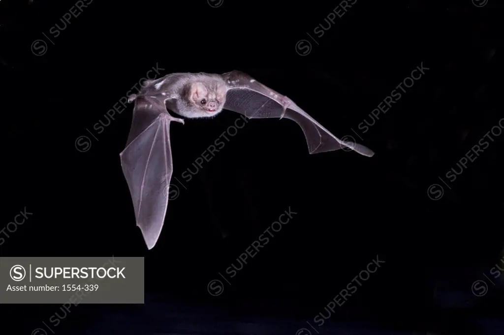 Hairy-Legged Vampire bat (Diphylla ecaudata) flying at night, Tamaulipas, Mexico