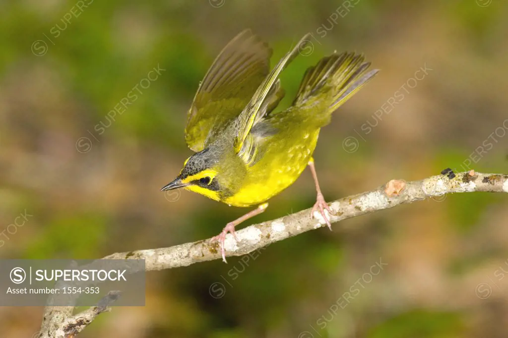 Close-up of a Kentucky warbler (Oporonis formosus) leaving a branch, Texas, USA