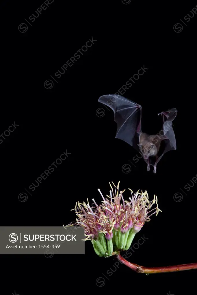 Lesser Long-Nosed bat (Leptonycteris yerbabuenae) feeding on agave nectar, Arizona, USA