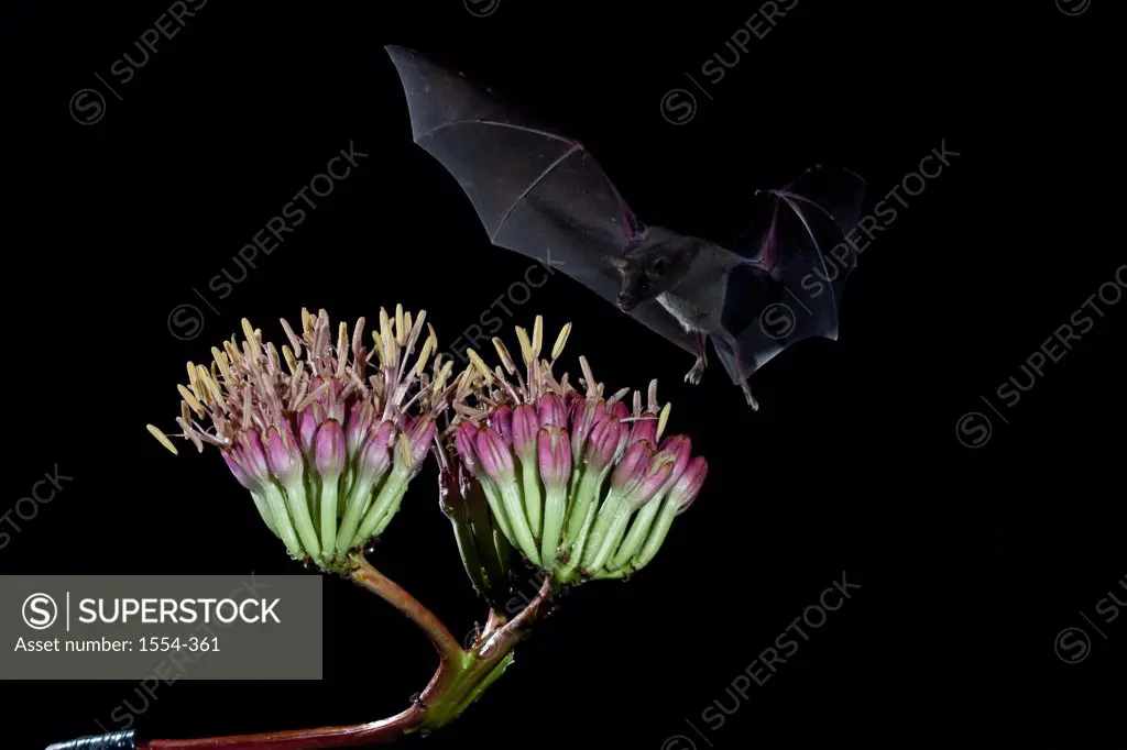 Lesser Long-Nosed bat (Leptonycteris yerbabuenae) feeding on agave nectar, Arizona, USA