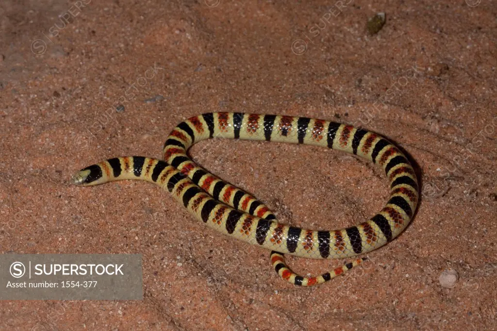Close-up of a Tucson Shovel-Nosed snake (Chionactis occipitalis klauberi), Arizona, USA