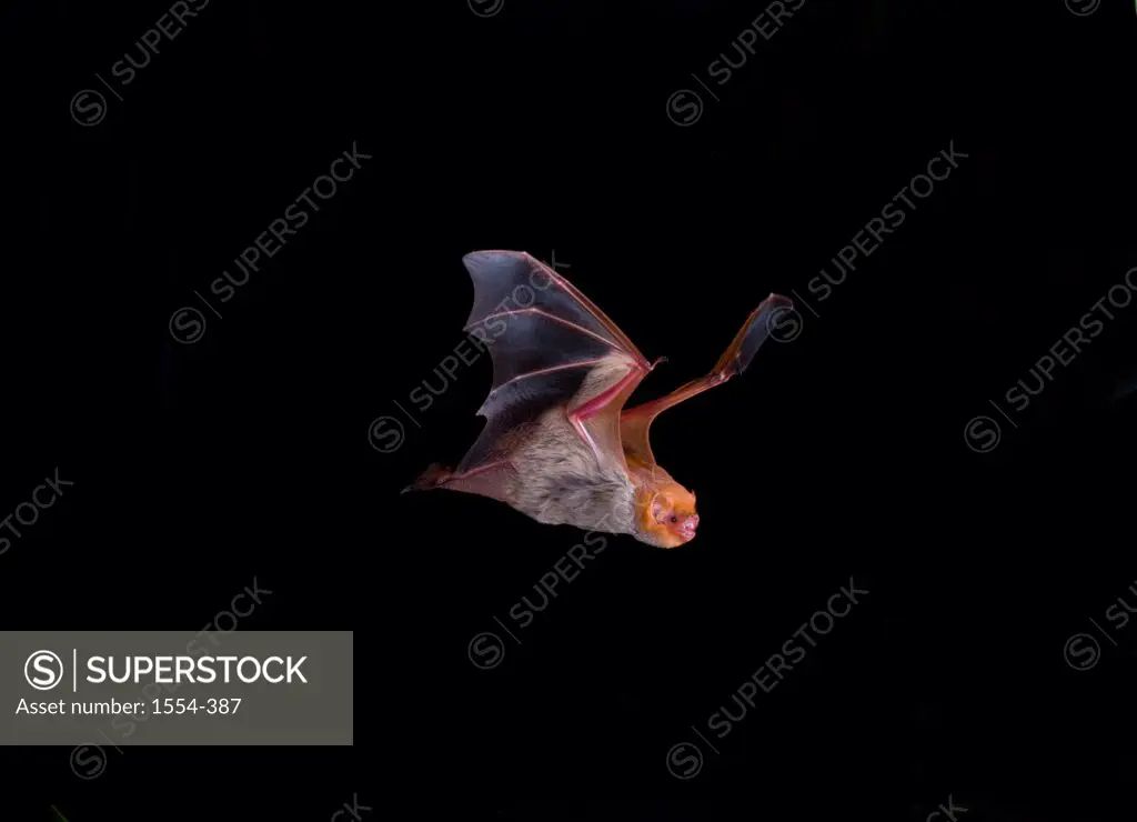 Close-up of a Western Red bat (Lasiurus blossevillii) flying, Sonora, Mexico