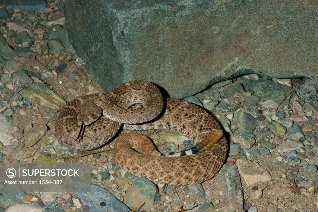 Close-up of a Western Diamondback rattlesnake (Crotalus atrox), Arizona, USA