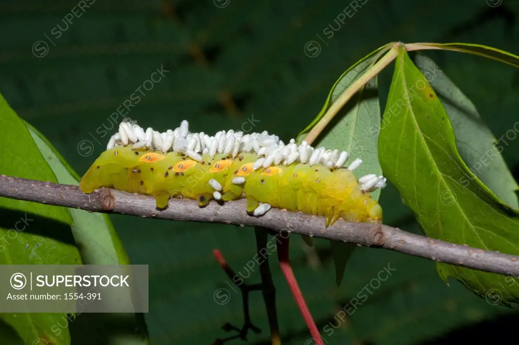 Braconid Wasp eggs on a caterpillar, North Florida, Florida, USA