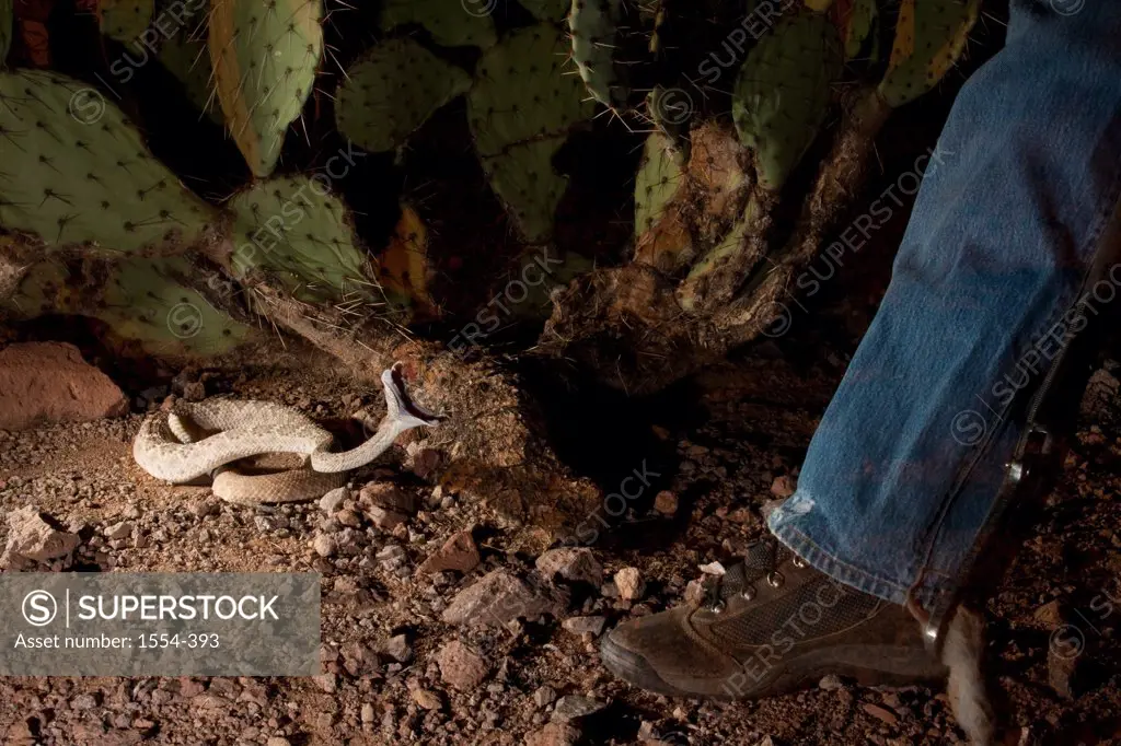 Western Diamondback rattlesnake (Crotalus atrox) striking on a person's leg, Arizona, USA