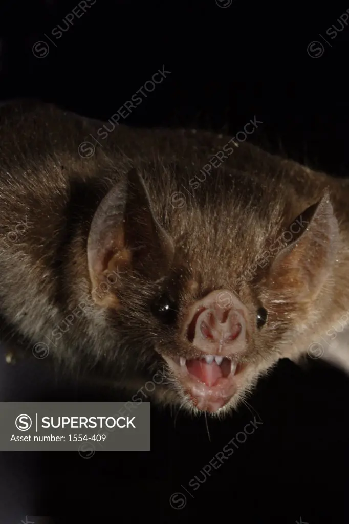 Close-up of a Common vampire bat (Desmodus rotundus), Sonora, Mexico