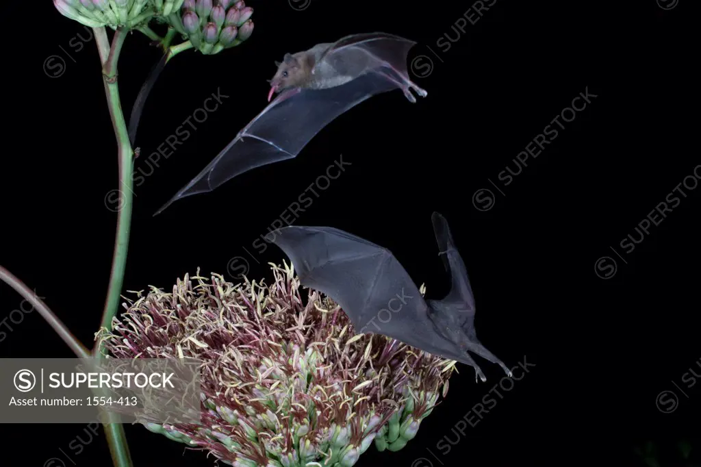 Lesser Long-Nosed bat (Leptonycteris yerbabuenae) feeding on agave nectar, Chiricahua Mountains, Arizona, USA