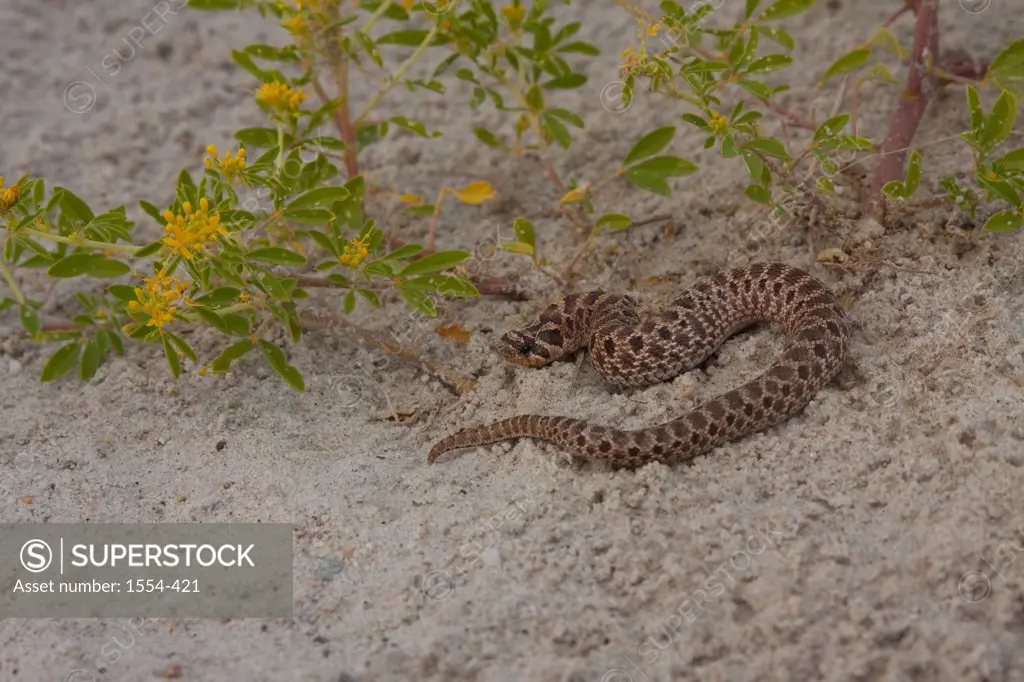 Close-up of a Western Hog-Nosed snake (Heterodon nasicus), Arizona, USA