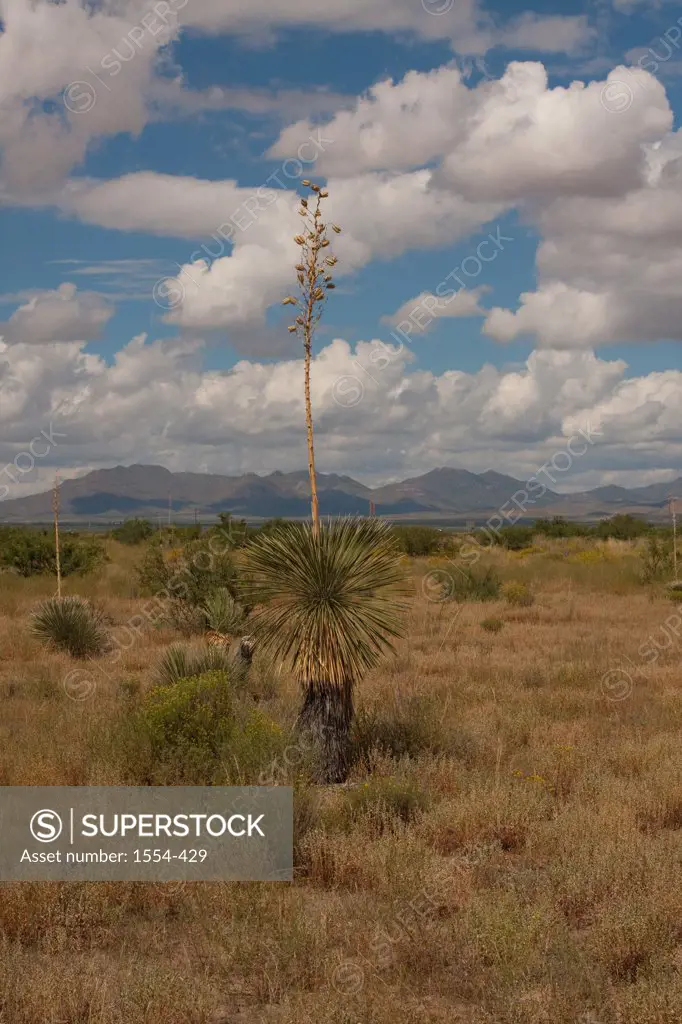 Yucca plant in a desert with mountains in the background, Arizona, USA