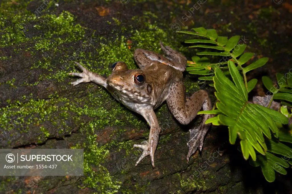 Close-up of a River frog (Rana heckscheri), Florida, USA