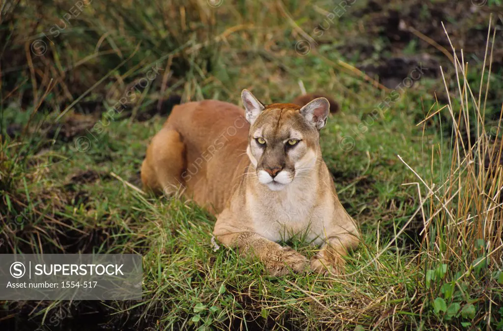 Florida Panther (Puma concolor coryi), Big Cypress National Preserve, Florida Panther National Wildlife Refuge, Everglades National Park, Florida, USA