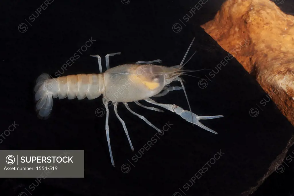 Coastal Lowland Cave crayfish (Procambarus leitheuseri), Crystal Beach Spring, Pinellas County, Florida, USA