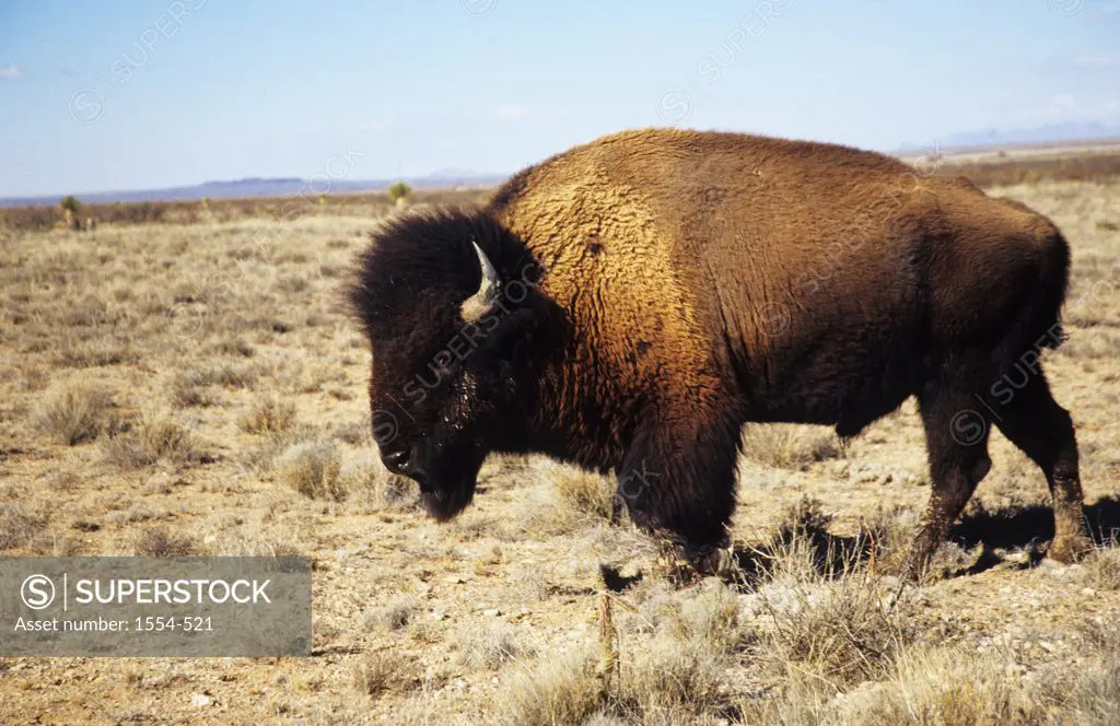 American bison (Bison bison) in grassland, New Mexico, USA