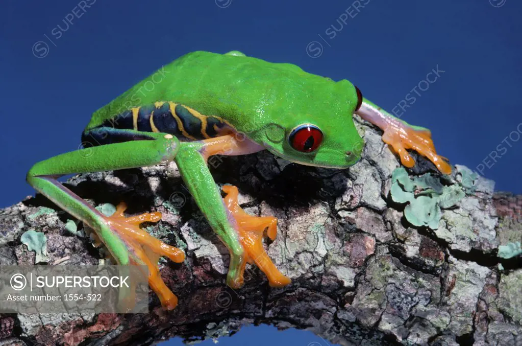 Close-up of Red-Eyed Tree frog (Agalychnis callidryas), Mexico