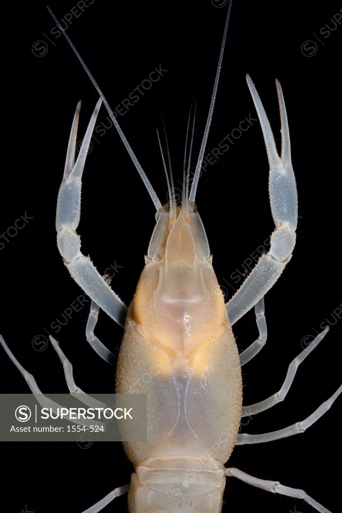 Coastal Lowland Cave crayfish (Procambarus leitheuseri), Pinellas County, Florida, USA