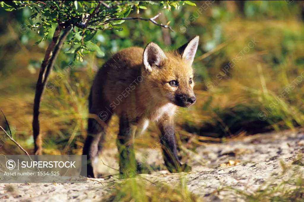 Red Fox kit (Vulpes vulpes) in a field, Florida, USA