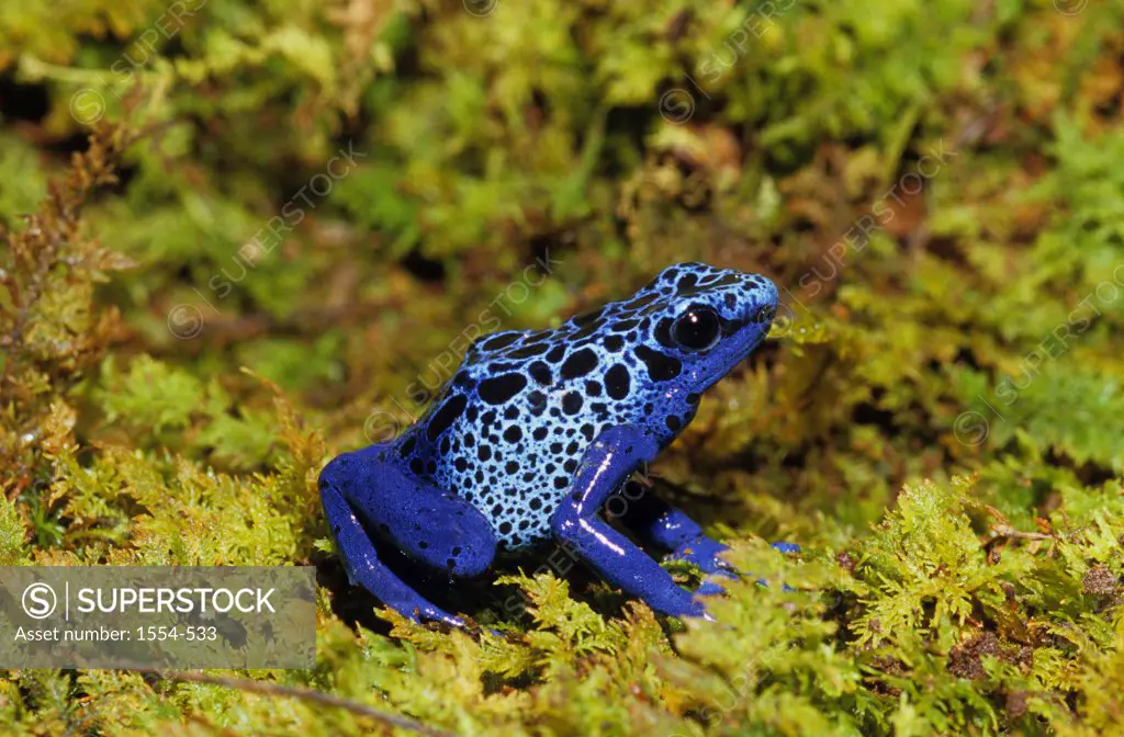Close-up of Blue Poison Arrow frog (Dendrobates azureus), Suriname