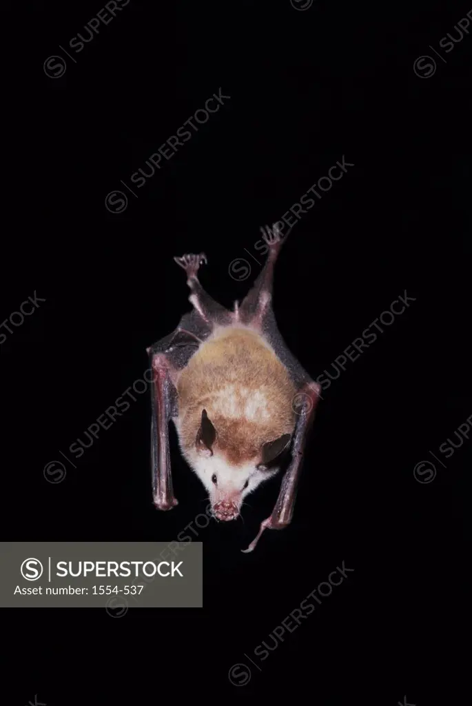 Buffy Flower bat (Erophylla sezekorni), Greater Antilles
