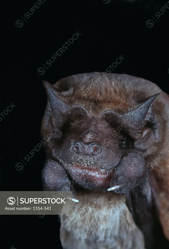 USA, Florida, Velvety Free-tailed Bat (Molossus molossus)