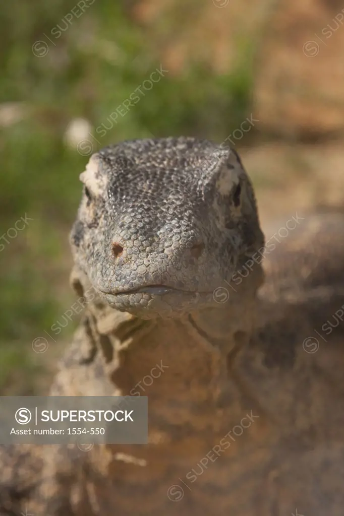 Komodo Dragon (Varanus komodoensis) portrait
