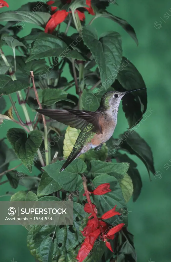 USA, Arizona, Broad-tailed Hummingbird (Selasphorus platycercus) in flight