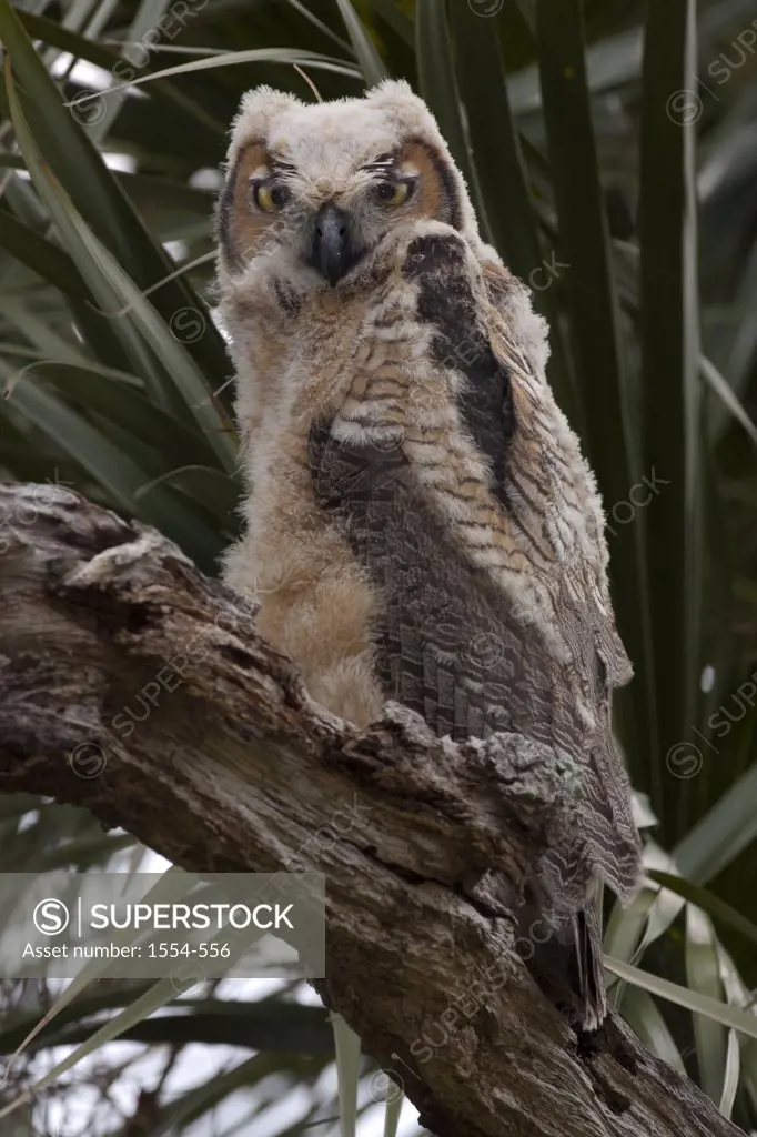 USA, Florida, Young Great Horned Owl (Bubo virginianus) sitting in tree