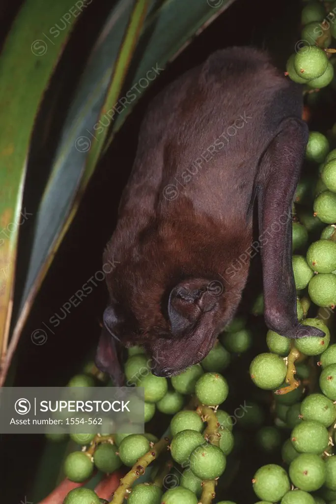 Velvety Free-tailed Bat (Molossus molossus)