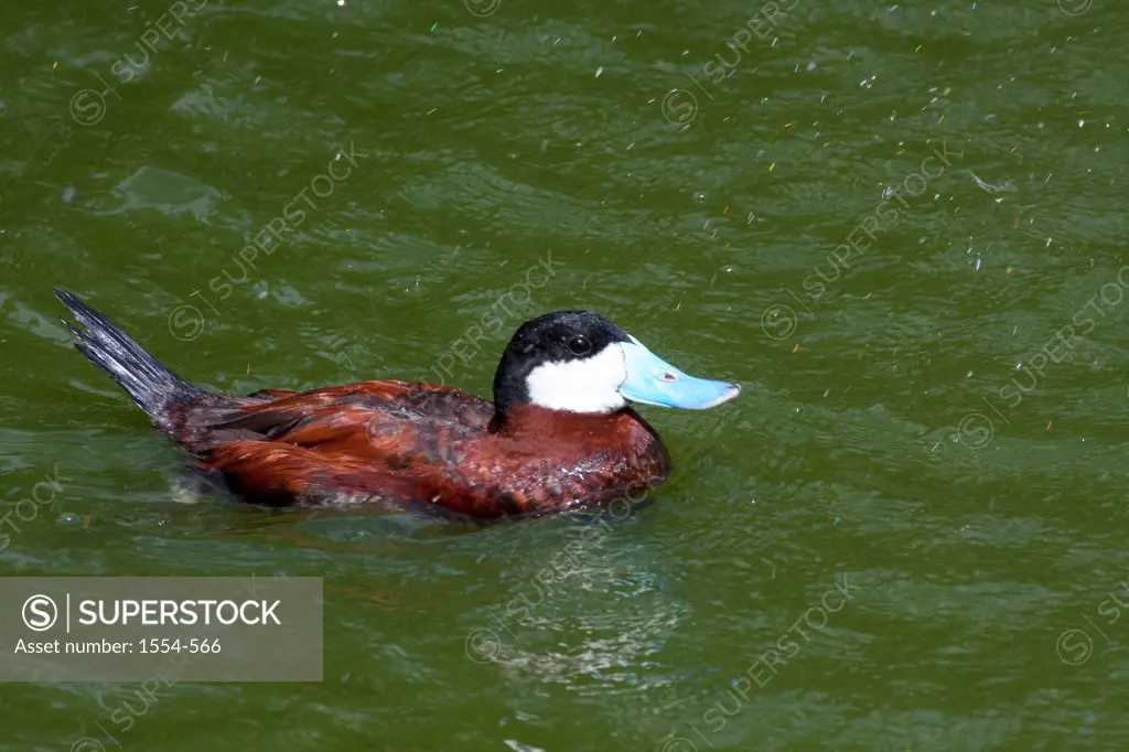 USA, North Carolina, Ruddy Duck (Oxyura jamaicensis) swimming in rain