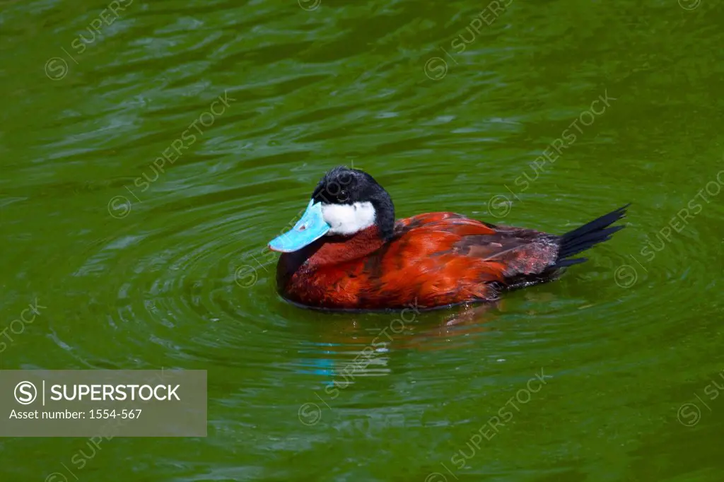 USA, North Carolina, Ruddy Duck (Oxyura jamaicensis) swimming