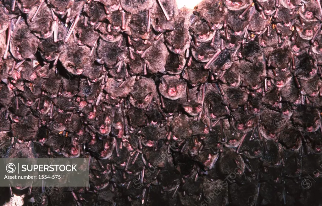 USA, Florida, Southeastern Bat (Myotis austroriparius) Roosting Colony in Cave