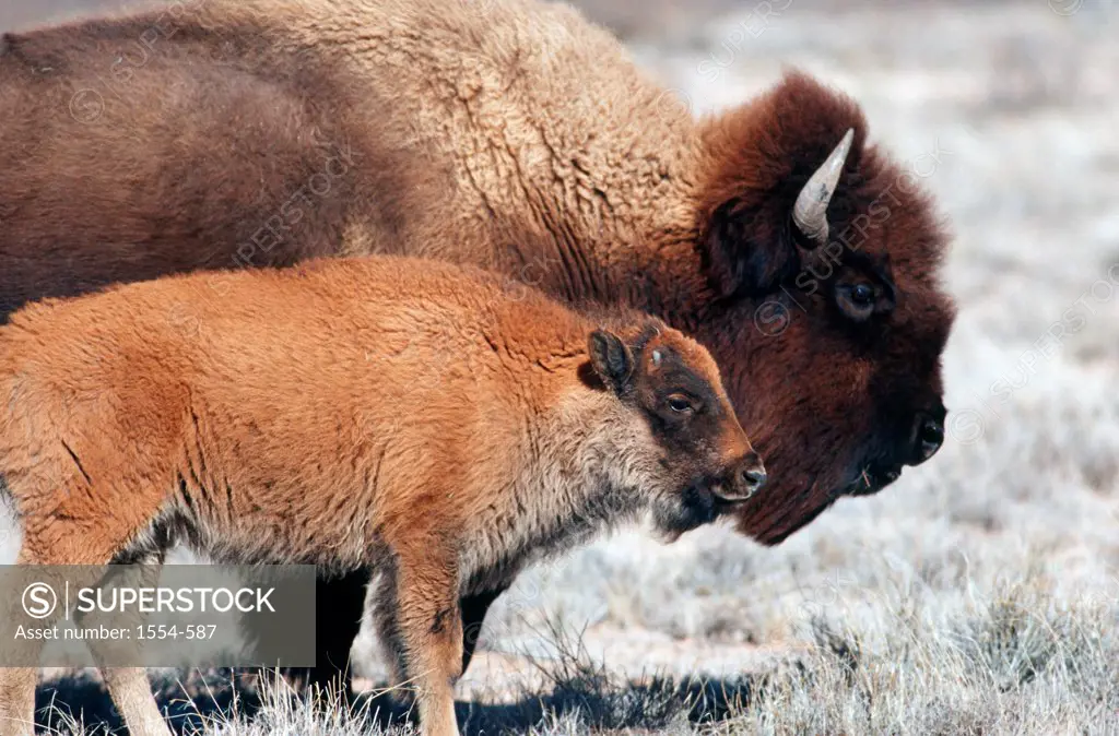 USA, New Mexico, Buffalo (Bison bison)