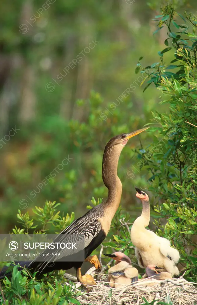 USA, Florida, Everglades, Anhinga (Anhinga anhinga) Female with young