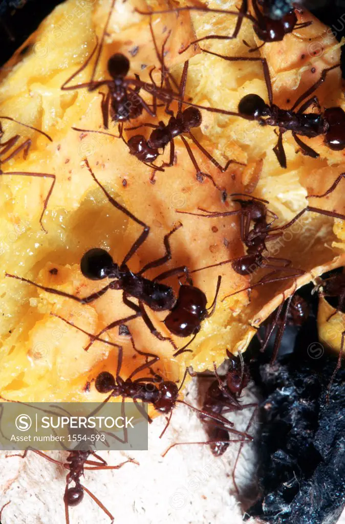 Mexico, Sonora, Leaf Cutting Ants