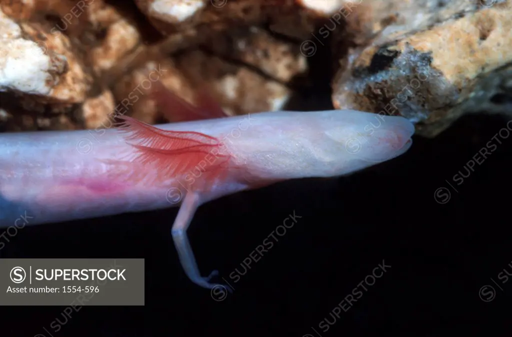 USA, Florida, Georgia Blind Cave Salamander (Haideotriton wallacei) Adult-Controlled conditions Underground aquifer