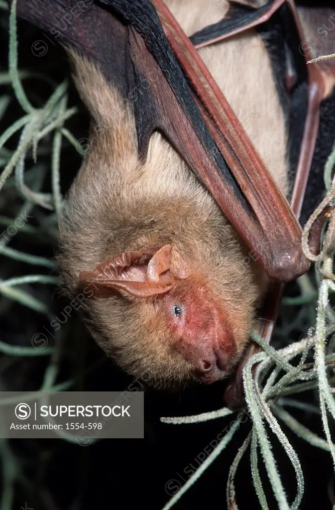 USA, Florida, Northern Yellow Bat (Lasiurus intermedius) Captive Often found in spanish moss in Oak tree's