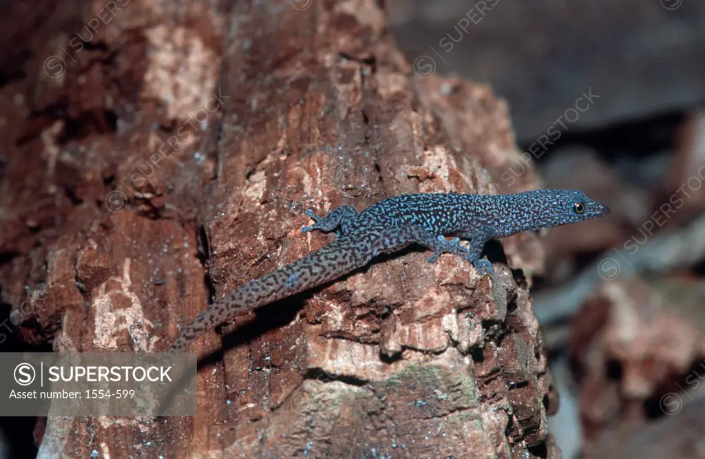 USA, Florida, Florida Keys, Ocellated Gecko (Sphaerodactylus argus argus)