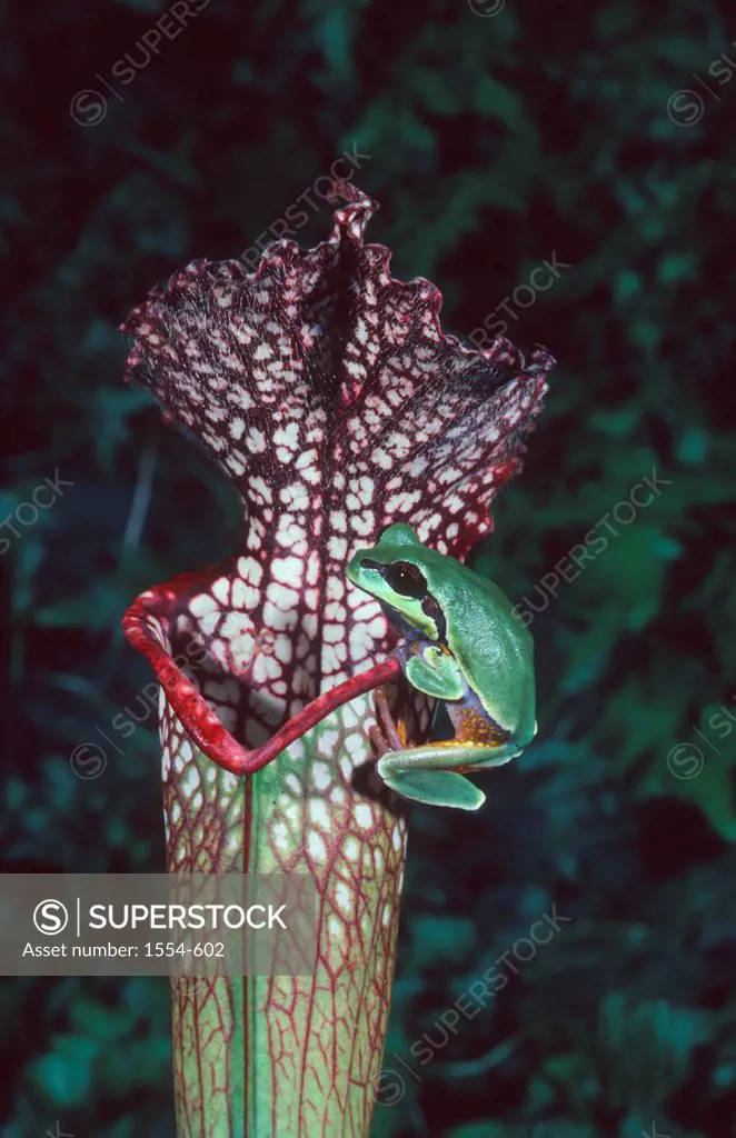 USA, Florida, Pine Barren Tree Frog (Hyla andersoni) on Pitcher Plant (Sarracenia leucophylla)