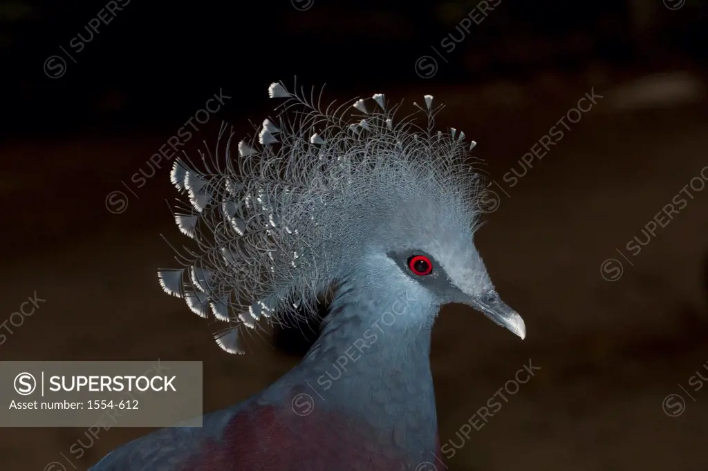 USA, North Carolina, Victoria Crowned Pigeon (Goura victoria)