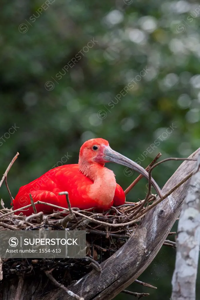 USA, North Carolina, Scarlet ibis (Eudocimus ruber)