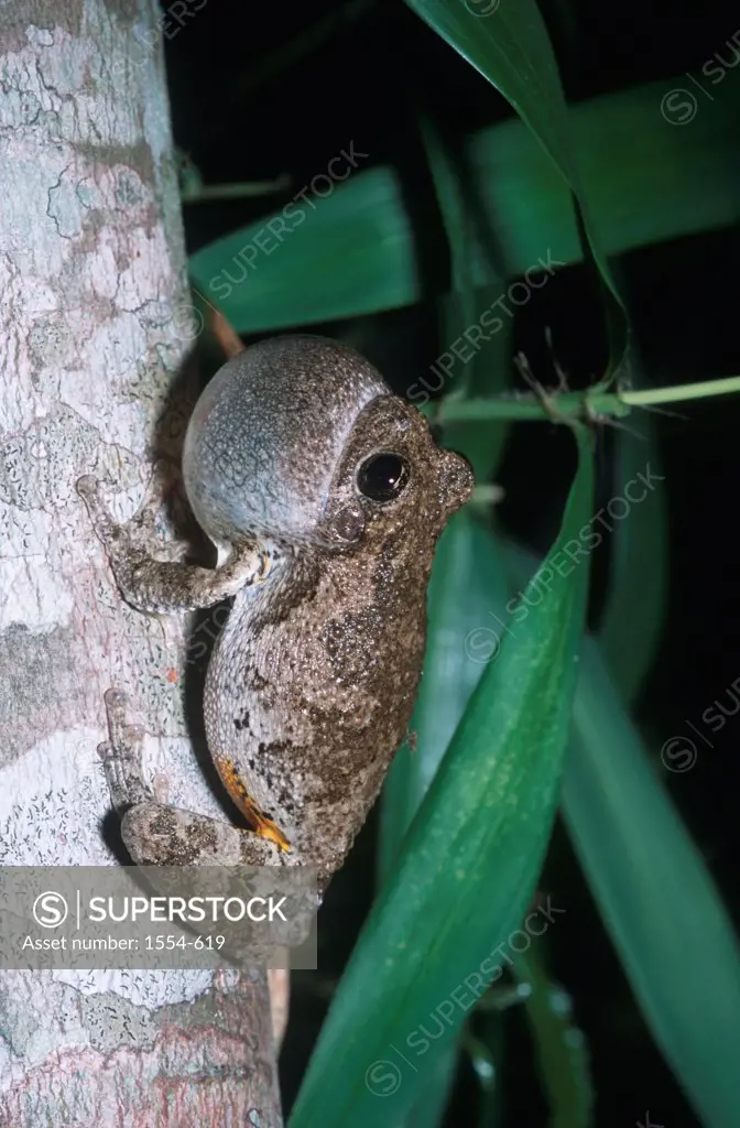 USA, Florida, Pine Woods Treefrog (Hyla femoralis)