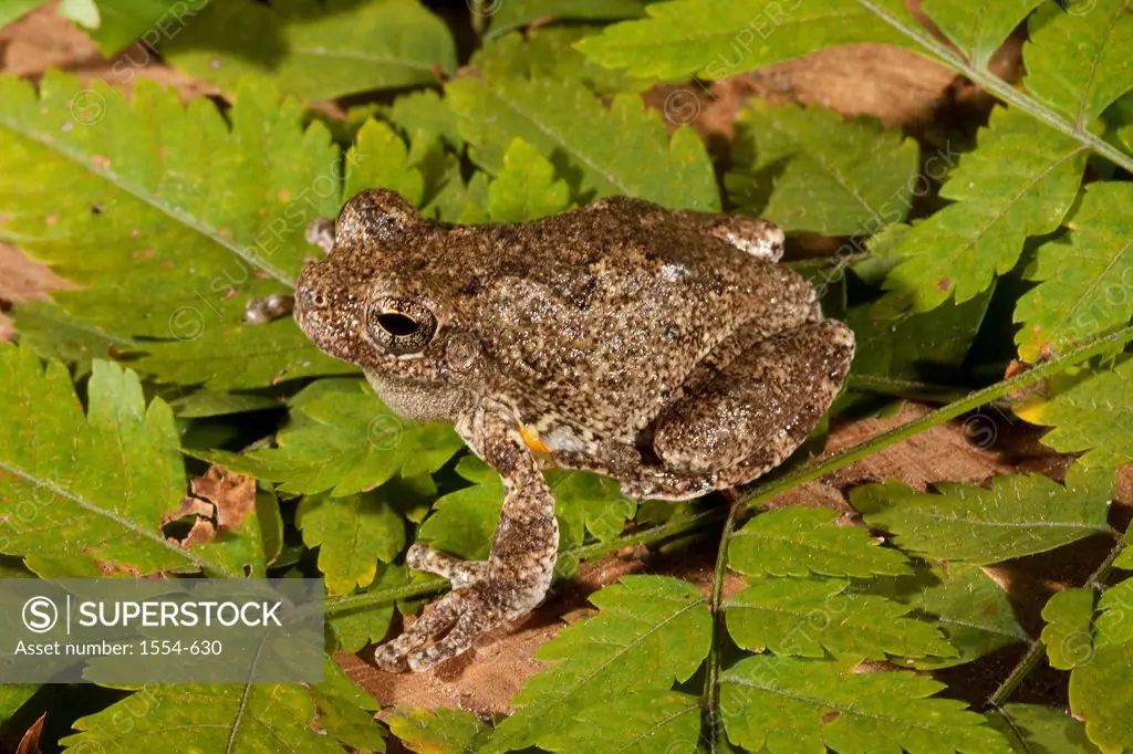 USA, Florida, Gray Tree Frog (Hyla chrysoscelis)