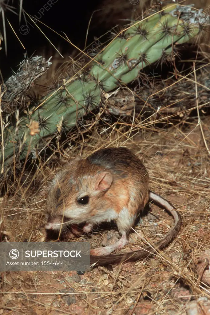 High angle view of a Desert Kangaroo Rat (Dipodomys deserti), Arizona, USA