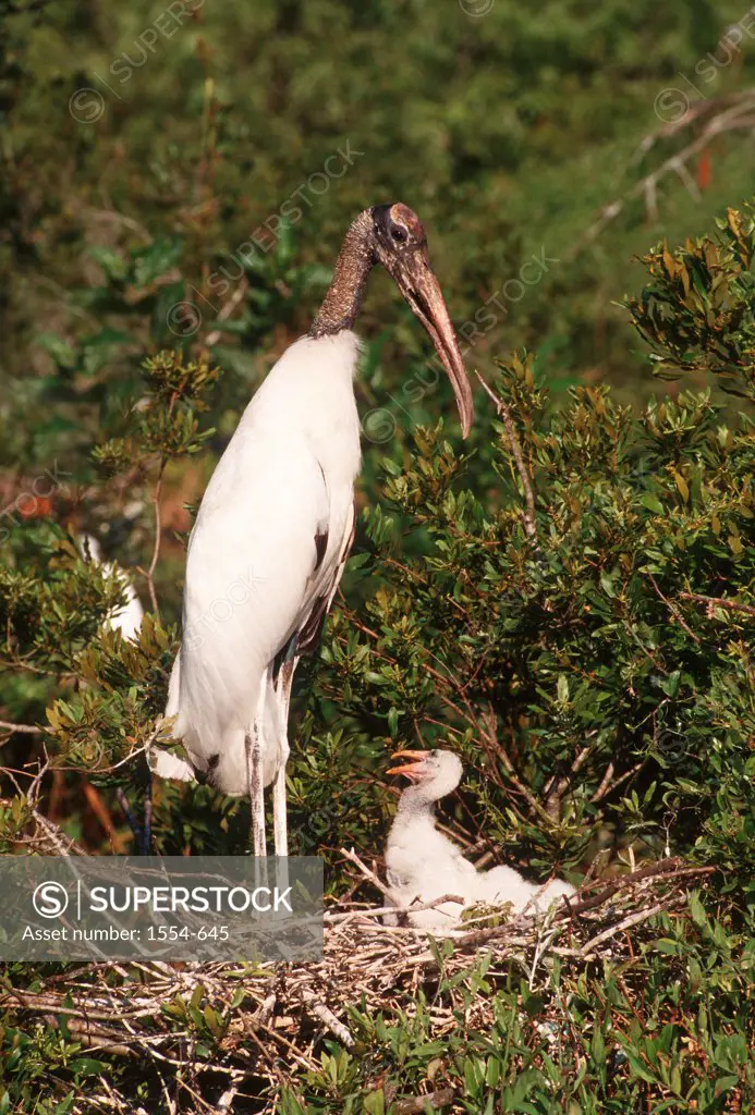 Wood stork (Mycteria americana) with its young in nest