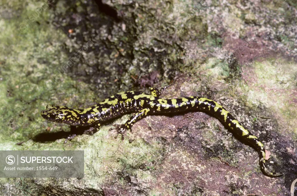 High angle view of a Green Salamander (Aneides aeneus) on rock, Georgia, USA